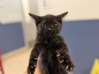 ANGIE -  Domestic Medium Hair Cat for Adoption in Doral, Florida - ANGIE | PetCurious