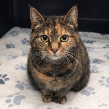 Domestic Short Hair Cats Available for Adoption - Melinda | PetCurious