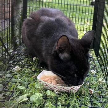 Thackery -  Domestic Short Hair Cat for Adoption in Huntington, West Virginia - Thackery | PetCurious