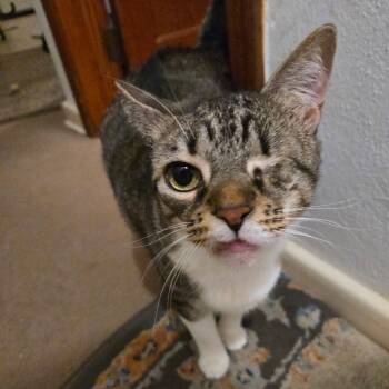 Dolly -  Domestic Short Hair Cat for Adoption in Jacksonville, Florida - Dolly | PetCurious