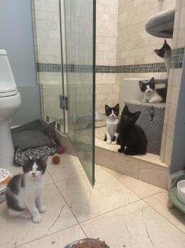 Dorset -  Domestic Medium Hair Cat for Adoption in Chicago, Illinois - Dorset | PetCurious