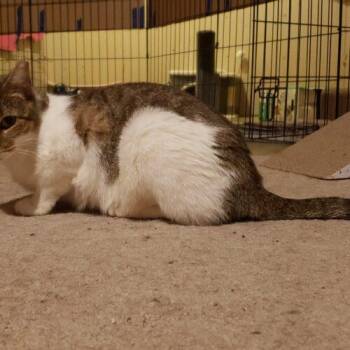Domestic Short Hair Cats Available for Adoption - Nira | PetCurious