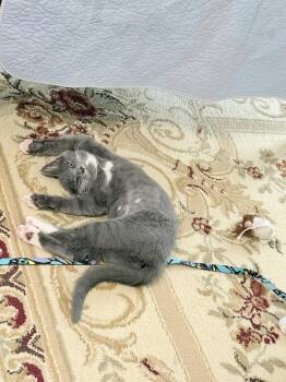 Muffin -  Domestic Short Hair Cat for Adoption in Mckinney, Texas - Muffin | PetCurious