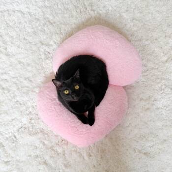 Bumbleberry -  Domestic Short Hair Cat for Adoption in New Orleans, Louisiana - Bumbleberry | PetCurious