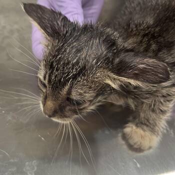 Percy -  Domestic Short Hair Cat for Adoption in Richmond Hill, Georgia - Percy | PetCurious