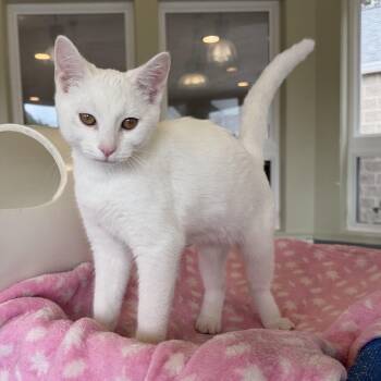 Carl Dean -  Domestic Short Hair Cat for Adoption in Latrobe, Pennsylvania - Carl Dean | PetCurious
