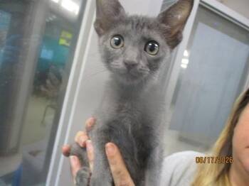 A476433 -  Domestic Short Hair Cat for Adoption in Oklahoma City, Oklahoma - A476433 | PetCurious