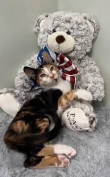 Confetti -  Domestic Short Hair Cat for Adoption in Picayune, Mississippi - Confetti | PetCurious