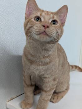 Nugget -  Domestic Short Hair Cat for Adoption in Tilton, Illinois - Nugget | PetCurious