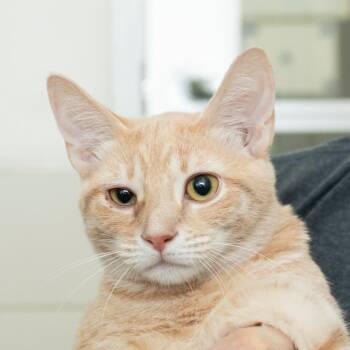 Dazzle -  Domestic Short Hair Cat for Adoption in Middletown, Rhode Island - Dazzle | PetCurious