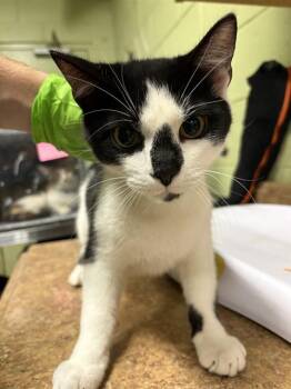 Domestic Short Hair Cats Available for Adoption - VINCENT | PetCurious