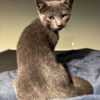 Hopper -  Domestic Short Hair Cat for Adoption in Kenosha, Wisconsin - Hopper | PetCurious