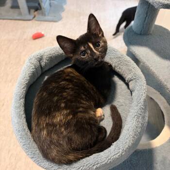 Choo Choo -  Domestic Short Hair Cat for Adoption in Muncie, Indiana - Choo Choo | PetCurious