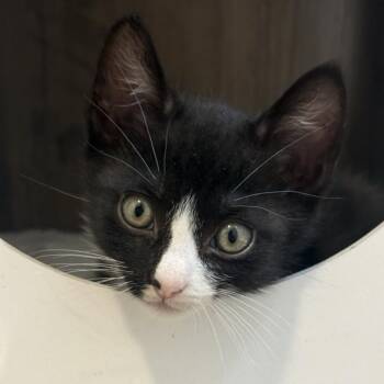 Spider-Man 67 -  Domestic Short Hair Cat Available for Adoption - Spider-Man 67 | PetCurious
