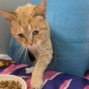 Raeve -  Domestic Short Hair Cat for Adoption in Saint Charles, Missouri - Raeve | PetCurious
