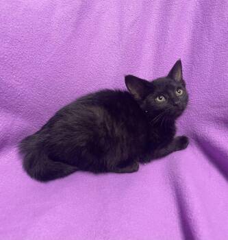 Moss -  Domestic Short Hair Cat for Adoption in Jackson, Michigan - Moss | PetCurious