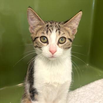Pawlina -  Domestic Short Hair Cat for Adoption in Fort Lauderdale, Florida - Pawlina | PetCurious