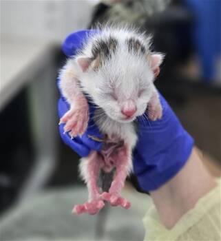 Domestic Short Hair Cats Available for Adoption in Dallas, Texas - COPPER | PetCurious