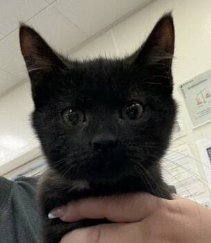 Rescue Domestic Short Hair Cats for Adoption in Napa, California - Stetson | PetCurious