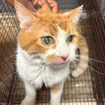 Prissy -  Domestic Short Hair Cat Available for Adoption in Yuma, Arizona - Prissy | PetCurious