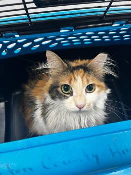 Calico Cats Available for Adoption in Hartsville, South Carolina - Precious | PetCurious