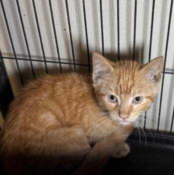 Braydon -  Domestic Short Hair Cat for Adoption in Saginaw, Michigan - Braydon | PetCurious