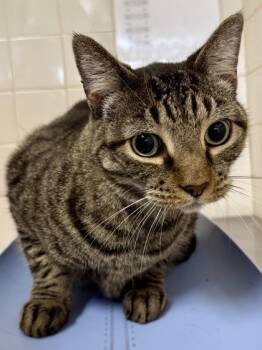 Domestic Short Hair Cats Available for Adoption in San Antonio, Texas - Rebel | PetCurious