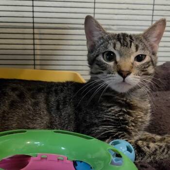 Petunia -  Domestic Short Hair Cat for Adoption in Charleston, South Carolina - Petunia | PetCurious