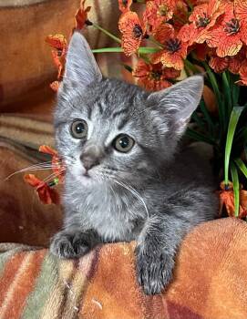 (SW) 6/25/26 Walter -  Domestic Medium Hair Cat for Adoption in Stillwater, Oklahoma - (SW) 6/25/26 Walter | PetCurious