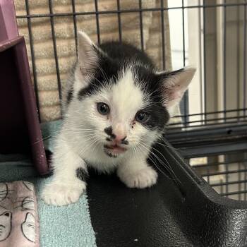 Piranha -  Domestic Short Hair Cat for Adoption in Binghamton, New York - Piranha | PetCurious
