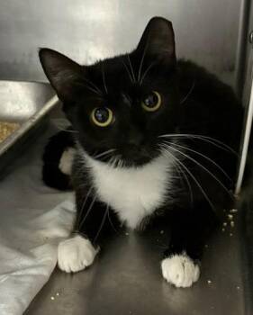 Eve -  Domestic Short Hair Cat for Adoption - Eve | PetCurious