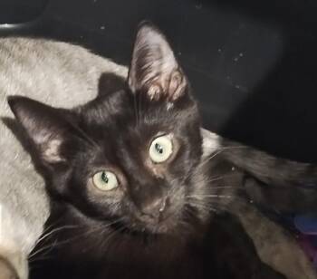 Pepper- A Hidden Little Treasure Waiting to Bloom -  Domestic Short Hair Cat for Adoption in Prescott, Arizona - Pepper- A Hidden Little Treasure Waiting To Bloom | PetCurious