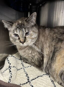 Rescue Calico and Siamese Cats for Adoption in Emmett, Idaho - Pearl | PetCurious