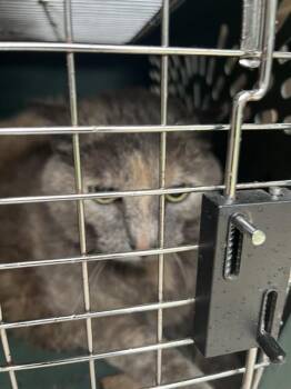 JUNIPER -  Domestic Short Hair Cat for Adoption in Louisville, Kentucky - JUNIPER | PetCurious