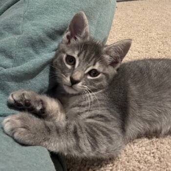 Rescue Domestic Short Hair Cats for Adoption in Durham, North Carolina - Druzy | PetCurious