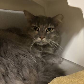 Rescue Domestic Medium Hair and Domestic Short Hair Cats for Adoption in Dallas, Texas - Vesta | PetCurious