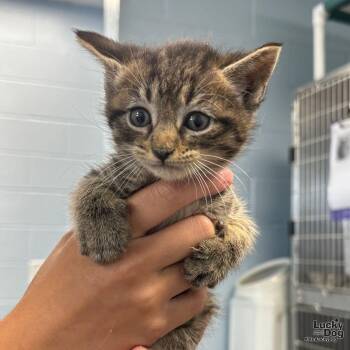 Domestic Short Hair Cats Available for Adoption in Washington, District Of Columbia - Pete | PetCurious