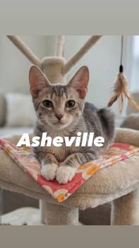 Asheville -  Tabby Cat for Adoption in Chandler, Arizona - Asheville | PetCurious
