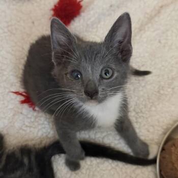 Ducky -  Domestic Short Hair Cat for Adoption in Jacksonville, Florida - Ducky | PetCurious