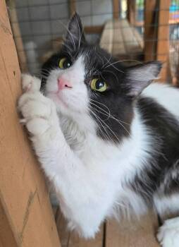 Puffin -  Domestic Medium Hair Cat for Adoption in Vancouver, Washington - Puffin | PetCurious