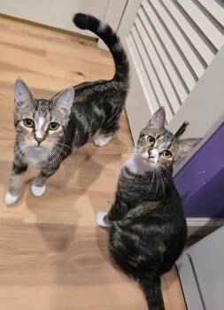 Khan and Li (Bonded siblings) -  Domestic Short Hair Cat for Adoption in Melrose, Massachusetts - Khan And Li (Bonded Siblings) | PetCurious
