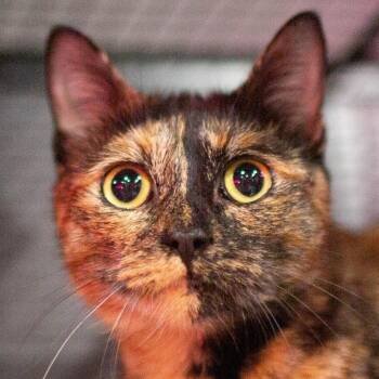 Domestic Short Hair Cats Available for Adoption - Penelope | PetCurious