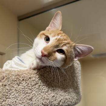 River -  Domestic Short Hair Cat for Adoption in Agoura Hills, California - River | PetCurious