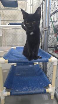 Rescue Domestic Short Hair Cats for Adoption in Iowa Falls, Iowa - Henry | PetCurious