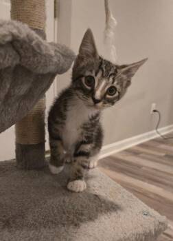 Stephen Colbert -  Domestic Short Hair Cat for Adoption in Parkville, Maryland - Stephen Colbert | PetCurious