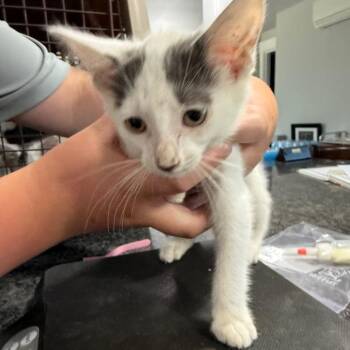 White Kitten Two -  Domestic Short Hair Cat for Adoption in Ferndale, Washington - White Kitten Two | PetCurious