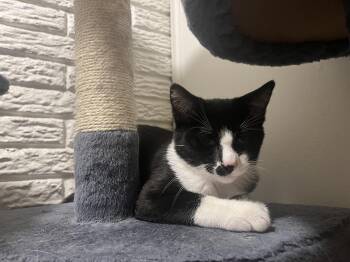 Rescue Tuxedo Cats for Adoption in Honeoye, New York - Spruce | PetCurious