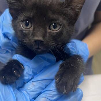 Ivy -  Domestic Short Hair Cat for Adoption in Summerville, South Carolina - Ivy | PetCurious