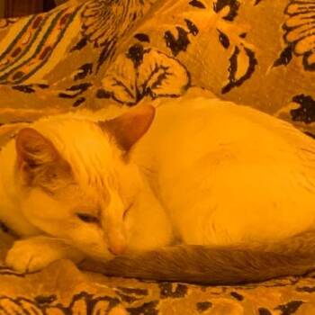 Bernadette -  Domestic Short Hair Cat for Adoption in Evanston, Illinois - Bernadette | PetCurious