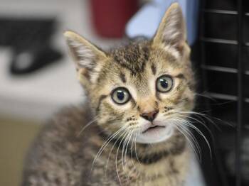 Whiskers -  Domestic Short Hair Cat for Adoption in Portland, Oregon - Whiskers | PetCurious